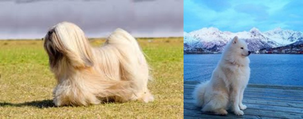 Samoyed vs Lhasa Apso - Breed Comparison