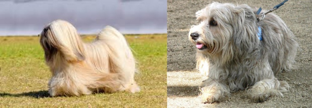 Sapsali vs Lhasa Apso - Breed Comparison