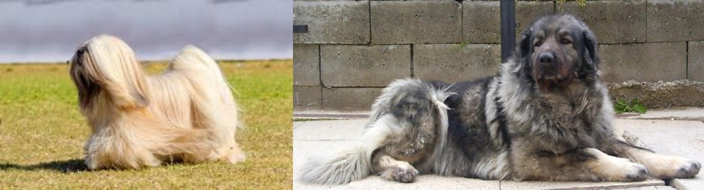 Sarplaninac vs Lhasa Apso - Breed Comparison