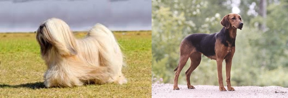 Schillerstovare vs Lhasa Apso - Breed Comparison