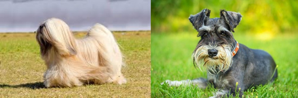 Schnauzer vs Lhasa Apso - Breed Comparison