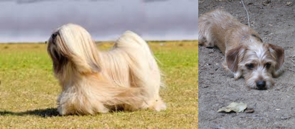Schweenie vs Lhasa Apso - Breed Comparison
