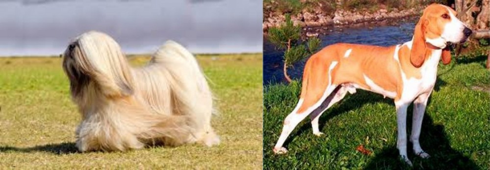 Schweizer Laufhund vs Lhasa Apso - Breed Comparison