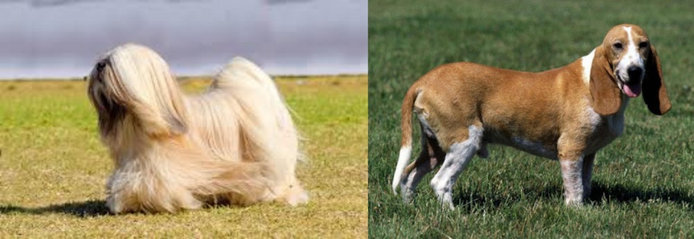 Schweizer Niederlaufhund vs Lhasa Apso - Breed Comparison