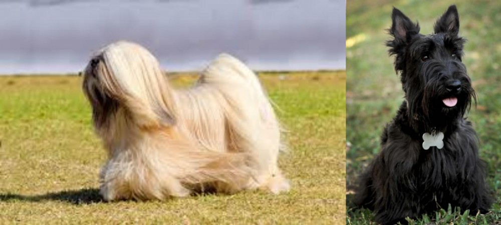 Scoland Terrier vs Lhasa Apso - Breed Comparison