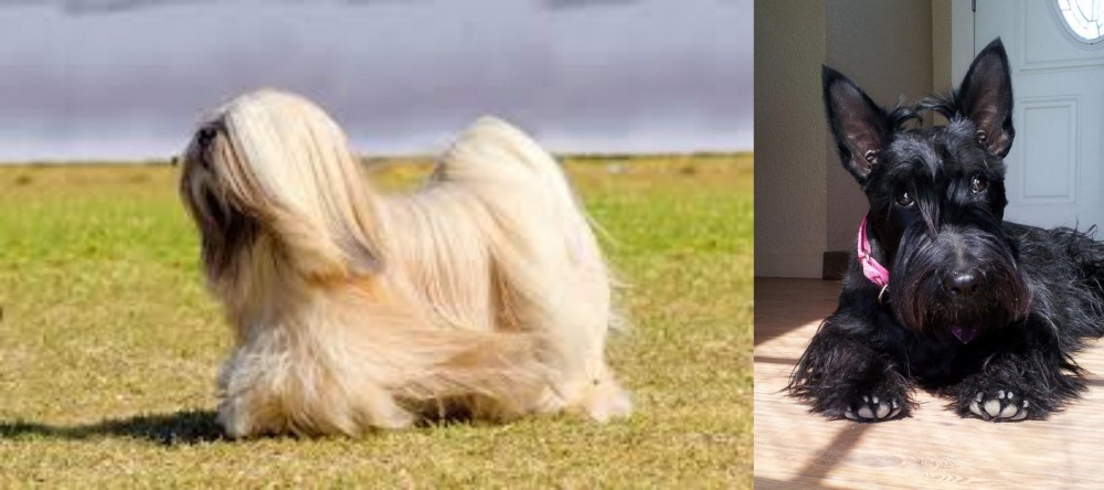Scottish Terrier vs Lhasa Apso - Breed Comparison