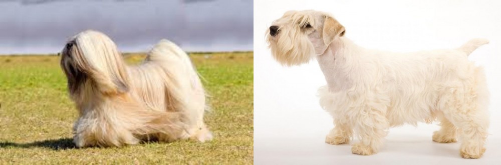 Sealyham Terrier vs Lhasa Apso - Breed Comparison