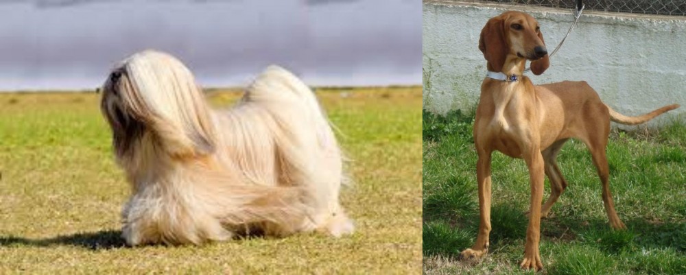 Segugio Italiano vs Lhasa Apso - Breed Comparison