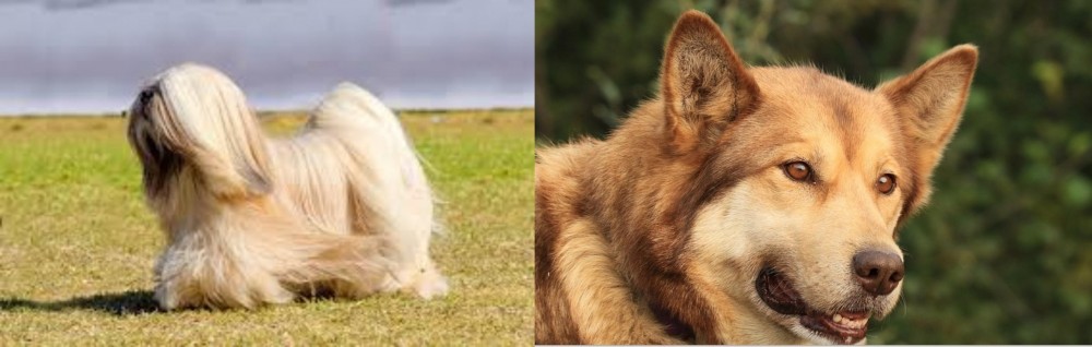 Seppala Siberian Sleddog vs Lhasa Apso - Breed Comparison
