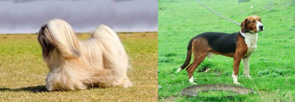 Serbian Tricolour Hound vs Lhasa Apso - Breed Comparison