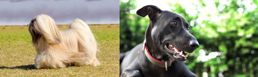 Shepard Labrador vs Lhasa Apso - Breed Comparison