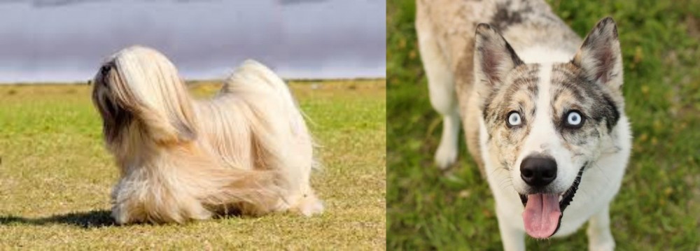 Shepherd Husky vs Lhasa Apso - Breed Comparison