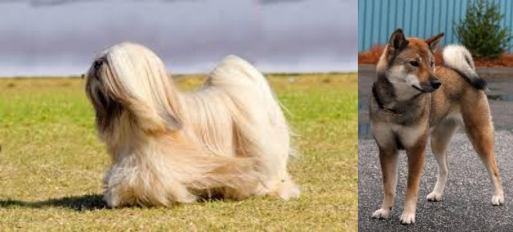 Shikoku vs Lhasa Apso - Breed Comparison