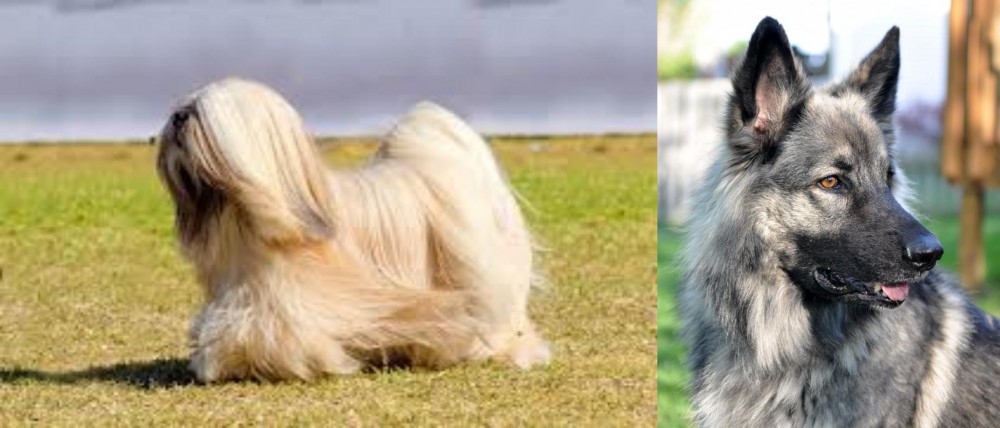 Shiloh Shepherd vs Lhasa Apso - Breed Comparison