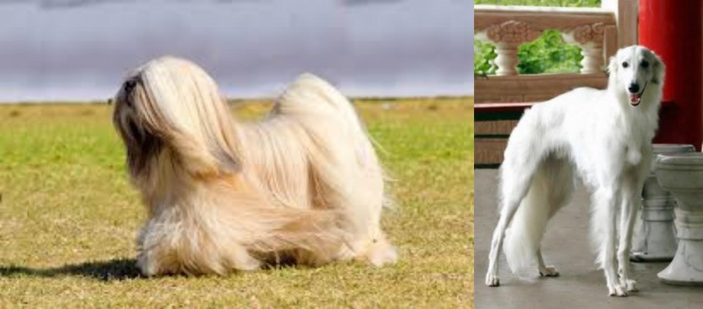 Silken Windhound vs Lhasa Apso - Breed Comparison