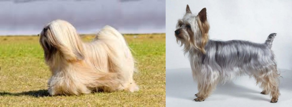 Silky Terrier vs Lhasa Apso - Breed Comparison