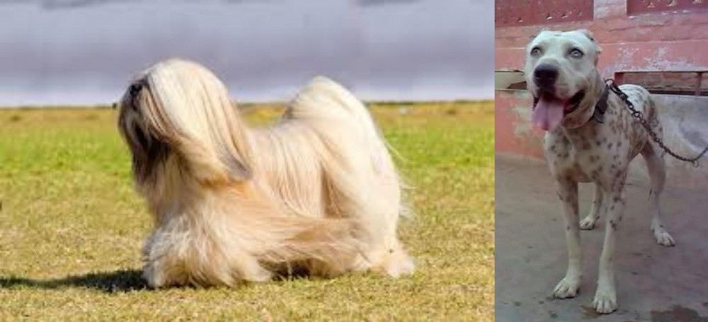 Sindh Mastiff vs Lhasa Apso - Breed Comparison