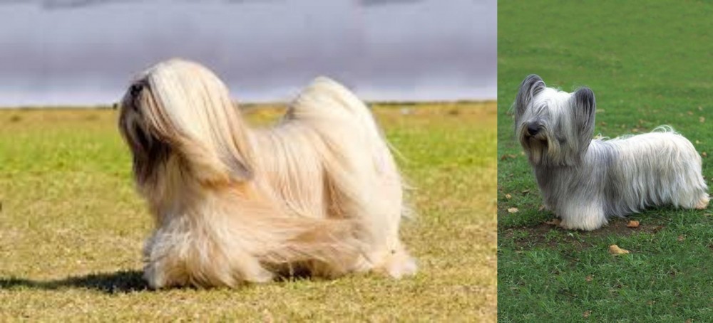 Skye Terrier vs Lhasa Apso - Breed Comparison