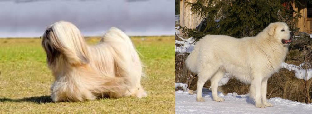Slovak Cuvac vs Lhasa Apso - Breed Comparison