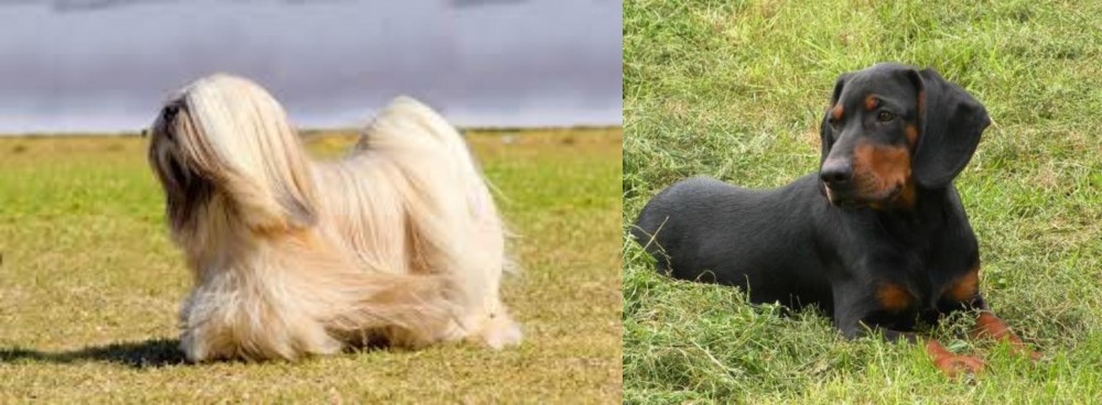 Slovakian Hound vs Lhasa Apso - Breed Comparison