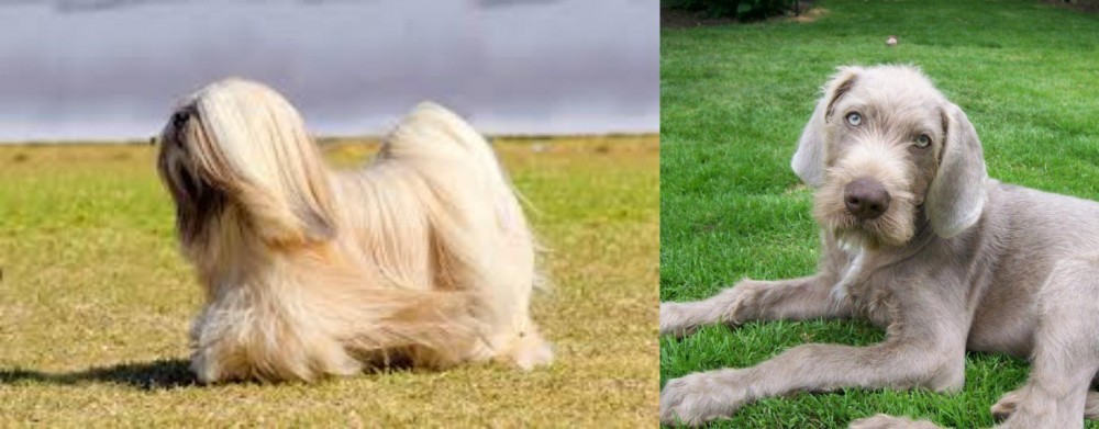 Slovakian Rough Haired Pointer vs Lhasa Apso - Breed Comparison
