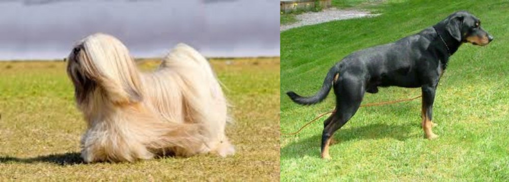 Smalandsstovare vs Lhasa Apso - Breed Comparison
