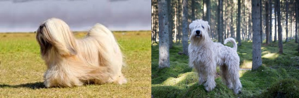 Soft-Coated Wheaten Terrier vs Lhasa Apso - Breed Comparison