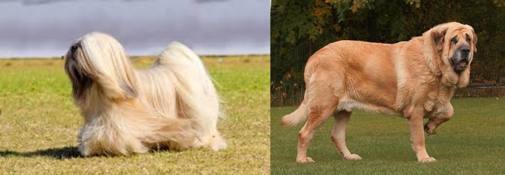 Spanish Mastiff vs Lhasa Apso - Breed Comparison