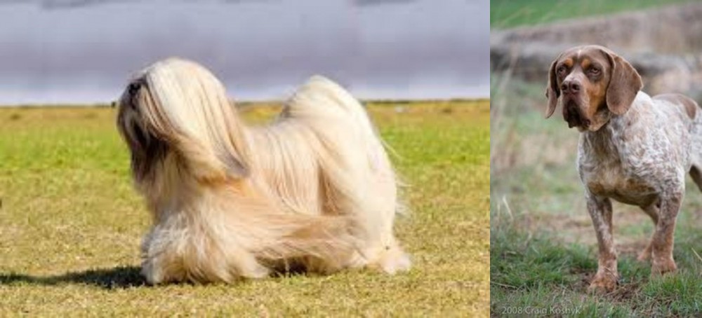 Spanish Pointer vs Lhasa Apso - Breed Comparison