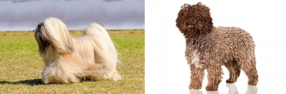 Spanish Water Dog vs Lhasa Apso - Breed Comparison
