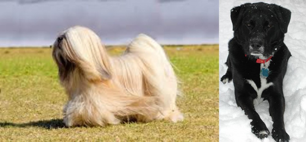 St. John's Water Dog vs Lhasa Apso - Breed Comparison