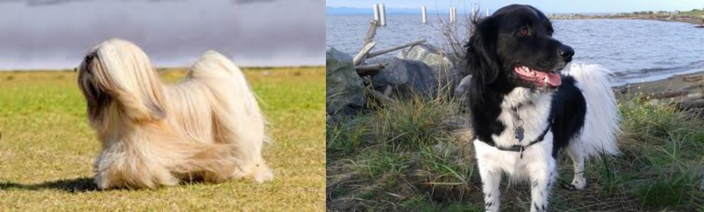 Stabyhoun vs Lhasa Apso - Breed Comparison