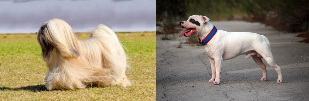 Staffordshire Bull Terrier vs Lhasa Apso - Breed Comparison