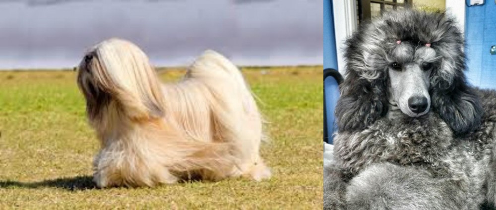 Standard Poodle vs Lhasa Apso - Breed Comparison