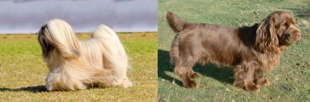 Sussex Spaniel vs Lhasa Apso - Breed Comparison