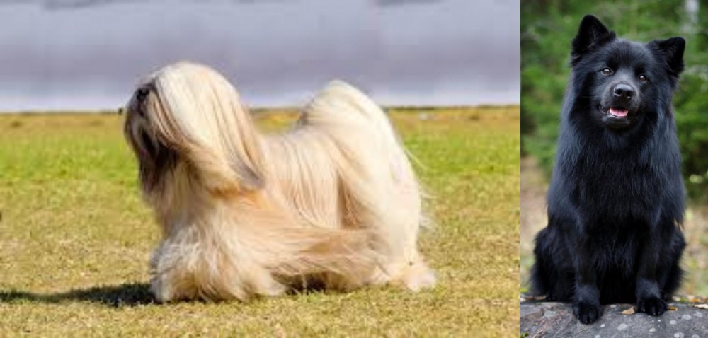 Swedish Lapphund vs Lhasa Apso - Breed Comparison