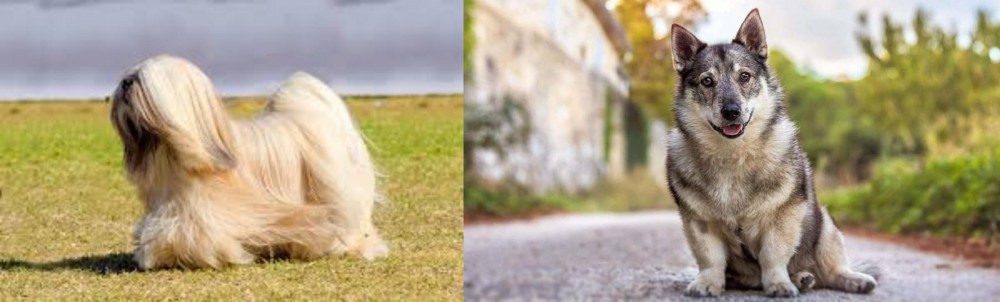 Swedish Vallhund vs Lhasa Apso - Breed Comparison