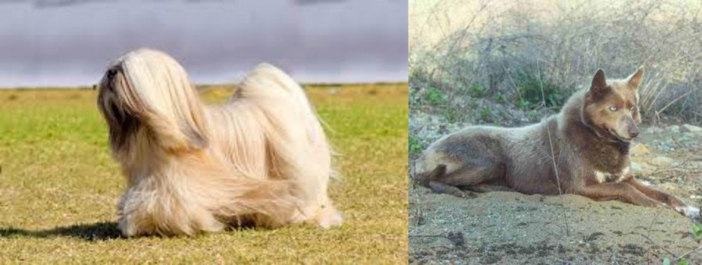 Tahltan Bear Dog vs Lhasa Apso - Breed Comparison