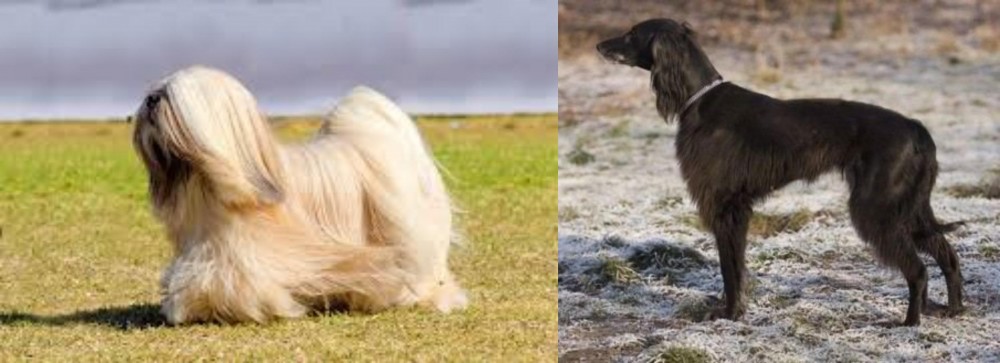 Taigan vs Lhasa Apso - Breed Comparison