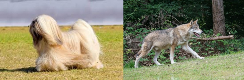 Tamaskan vs Lhasa Apso - Breed Comparison
