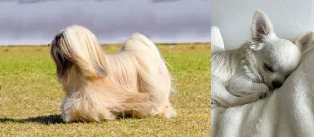 Tea Cup Chihuahua vs Lhasa Apso - Breed Comparison