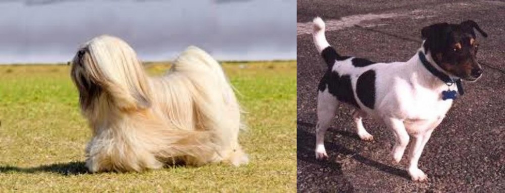Teddy Roosevelt Terrier vs Lhasa Apso - Breed Comparison