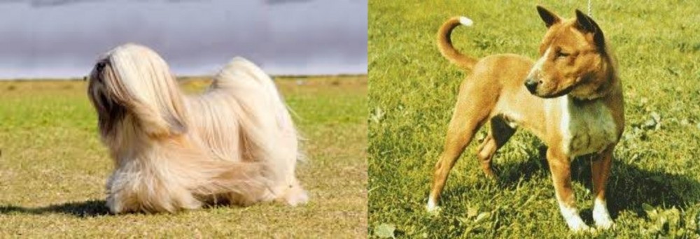 Telomian vs Lhasa Apso - Breed Comparison