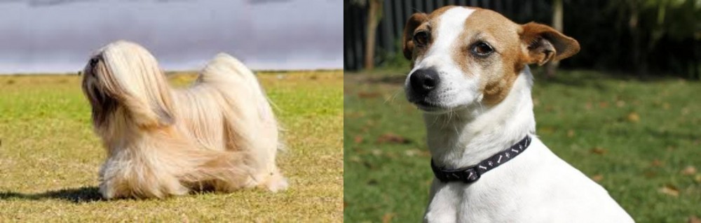 Tenterfield Terrier vs Lhasa Apso - Breed Comparison