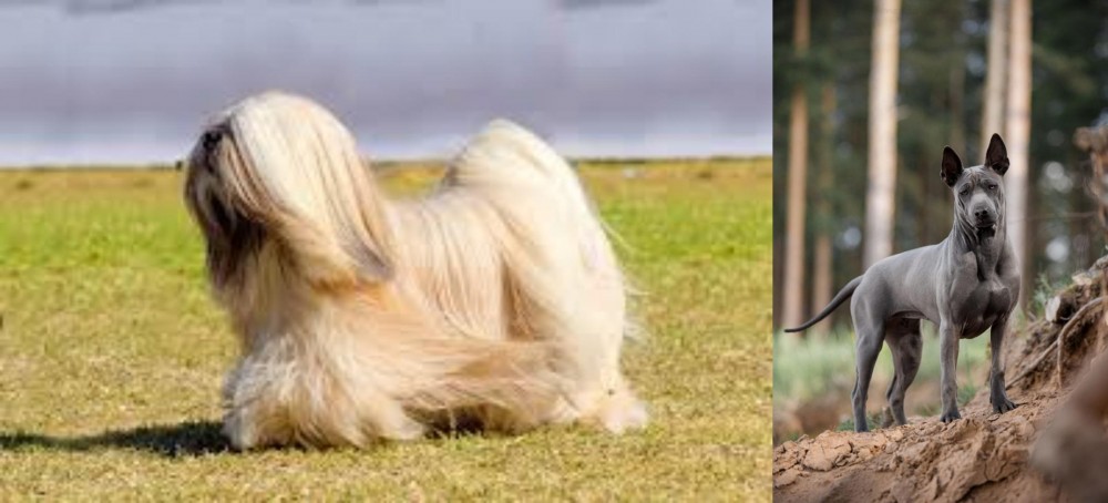 Thai Ridgeback vs Lhasa Apso - Breed Comparison