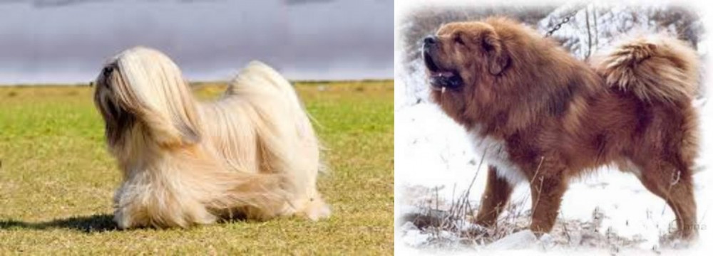 Tibetan Kyi Apso vs Lhasa Apso - Breed Comparison