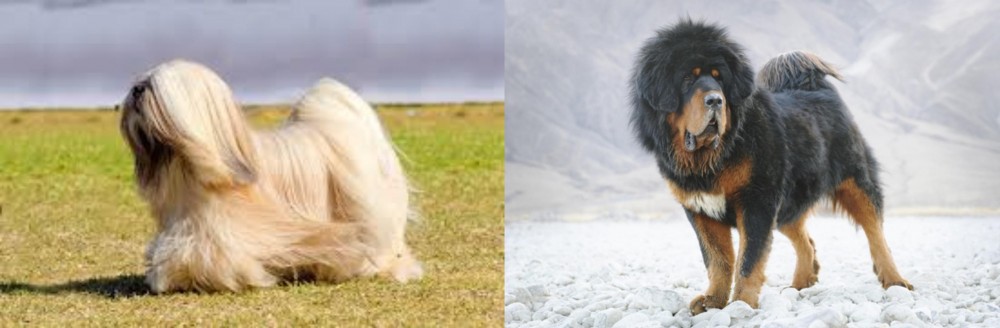 Tibetan Mastiff vs Lhasa Apso - Breed Comparison