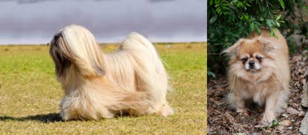 Tibetan Spaniel vs Lhasa Apso - Breed Comparison