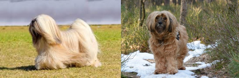 Tibetan Terrier vs Lhasa Apso - Breed Comparison