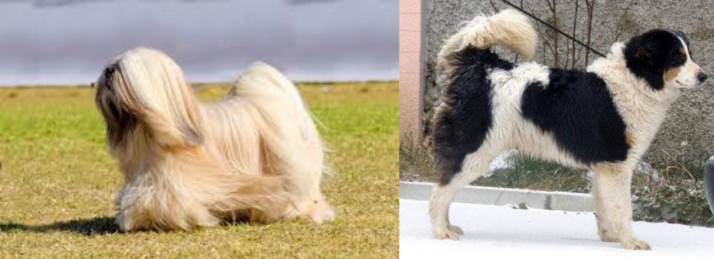 Tornjak vs Lhasa Apso - Breed Comparison